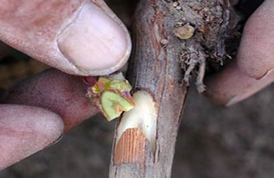 grape grafting