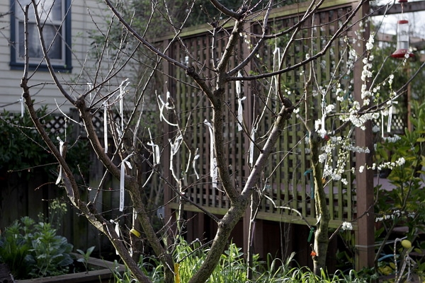 hybride de cerisier et de cerisier des oiseaux