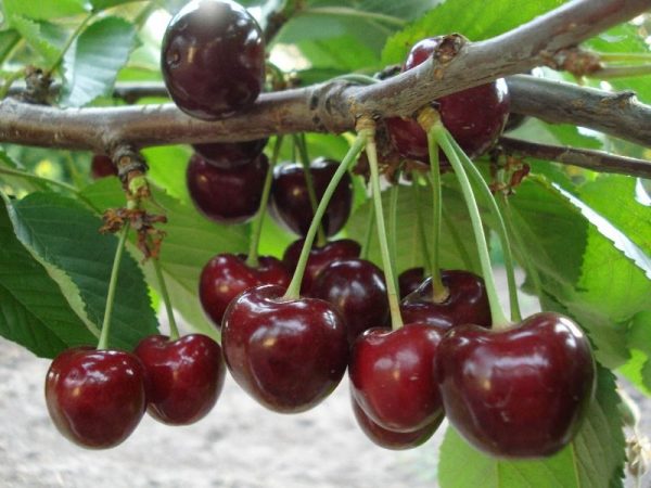 ripe cherry