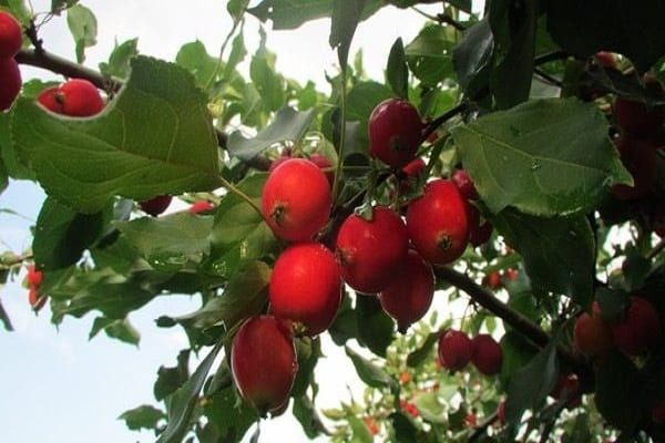 compote and juices