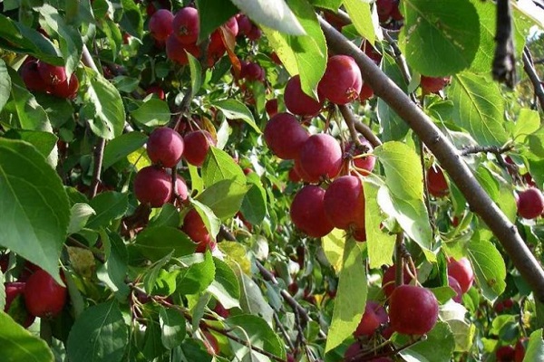 variedad resistente a las heladas