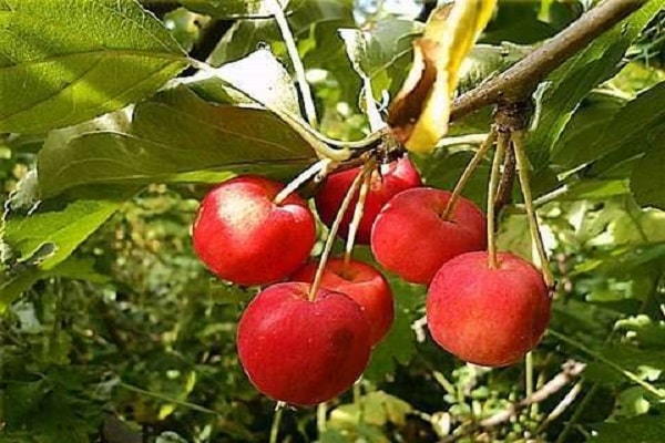 Áreas de cultivo