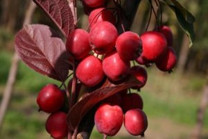 Description et caractéristiques des variétés de pommes Ranetok, dates de maturation et entretien des cultures