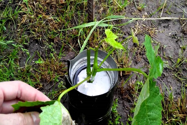 breeding grapes