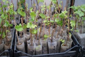 Cómo propagar adecuadamente las uvas en verano con esquejes verdes en casa.