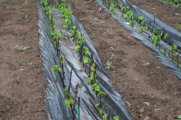 germination on the ground