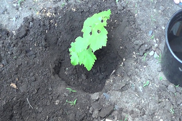 plantation dans le sol