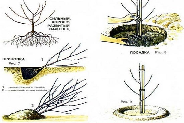 material de siembra