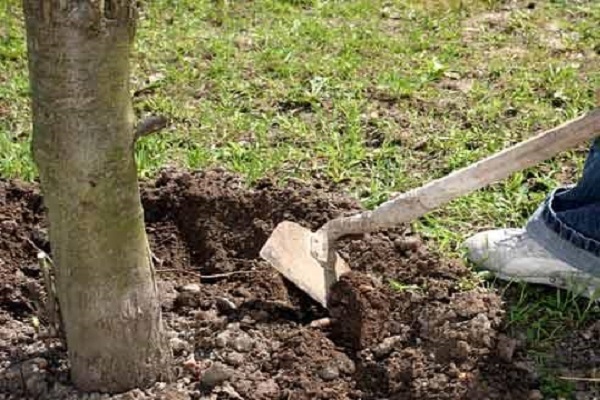 weeding a plot