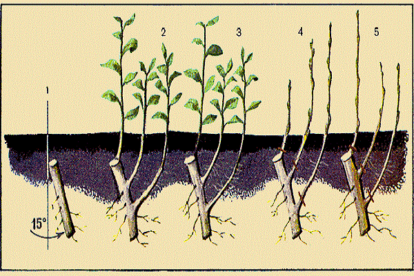 esquema de trasplante