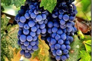 Description of the variety of Spanish grapes Tempranillo, characteristics of yield and frost resistance