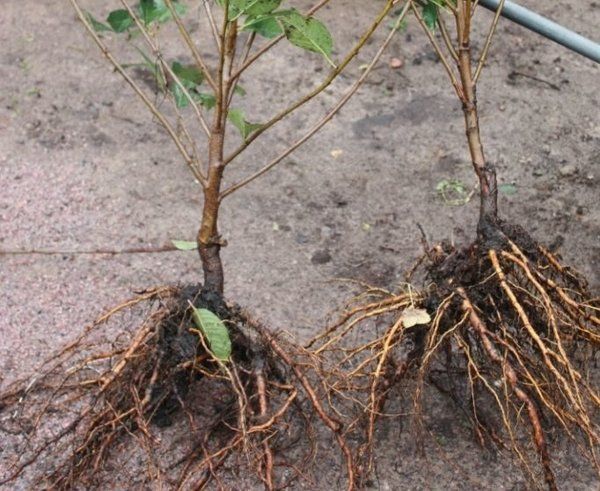 cherry seedlings