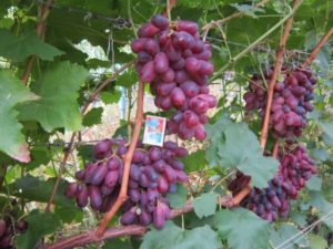 Description of the Rizamat grape variety, yield characteristics and cultivation technology