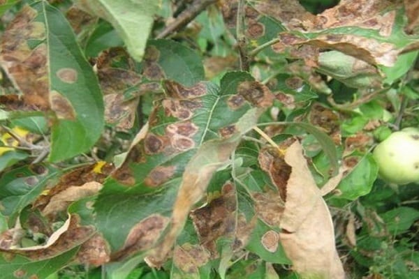 apple tree leaves