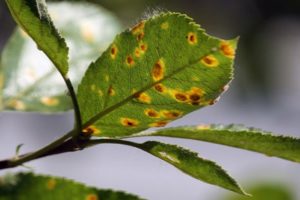 Comment traiter la rouille sur les feuilles de pommier, comment traiter et que faire