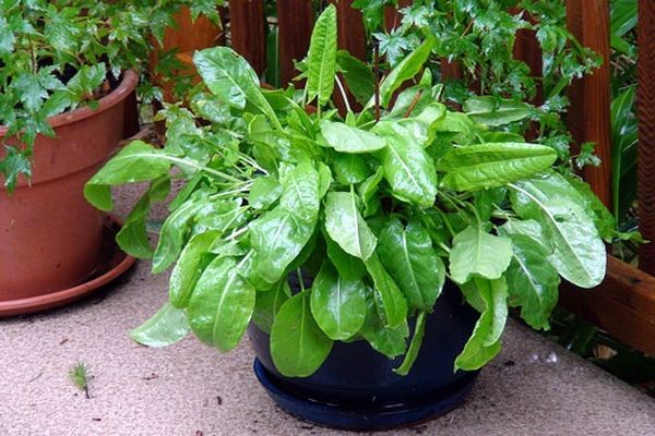 lumalagong sorrel