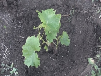 planting grapes