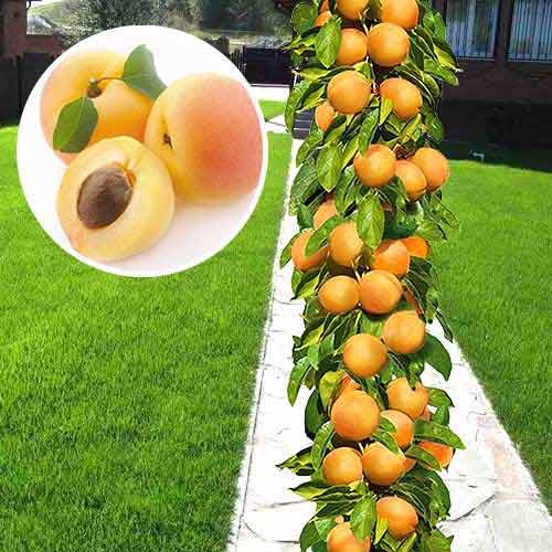 columnar apricot