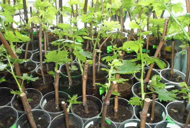 grape seedlings