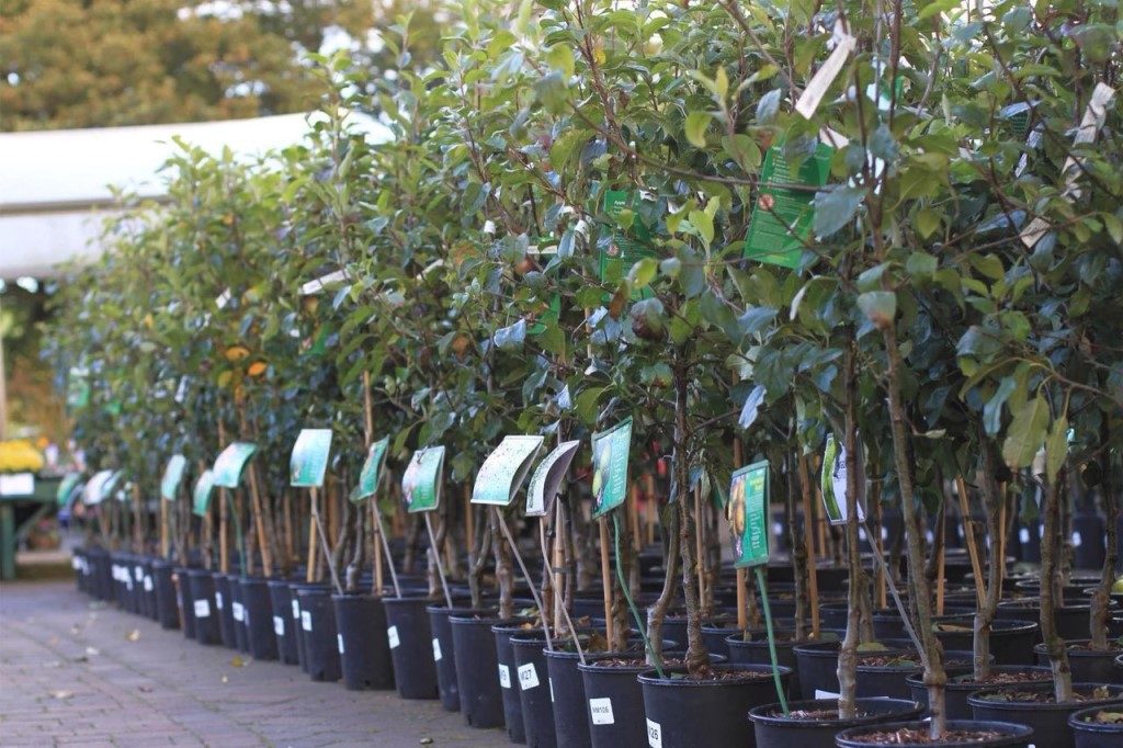 apple seedlings