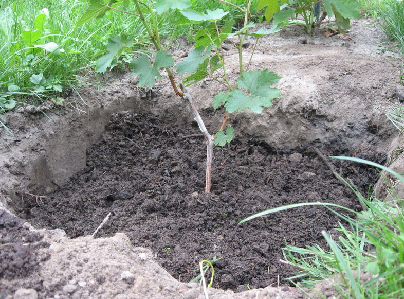 growing grapes in a greenhouse