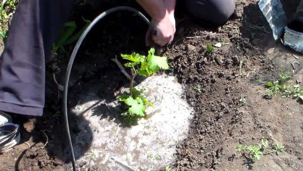 watering grapes