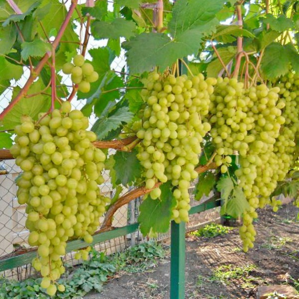 Aleshenkin grapes