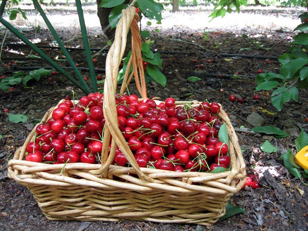 harvested cherries