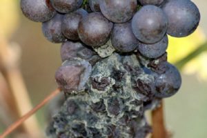 How and when to treat grapes from gray rot, how to deal with drugs and folk remedies