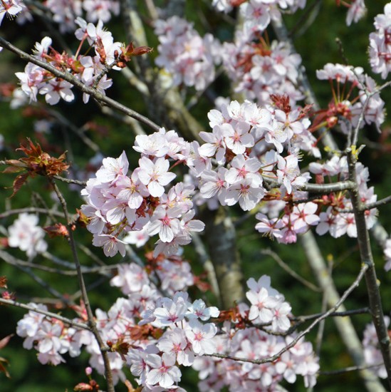 cereza sargento