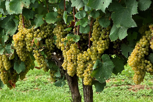 chardonnay-viinirypäleet