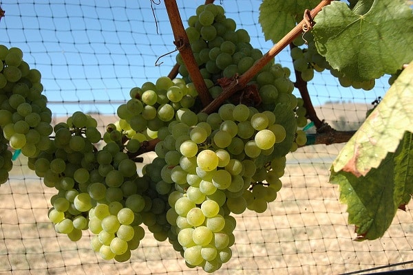 Borgoña Blanco