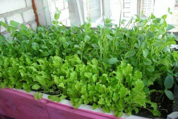 growing sorrel at home