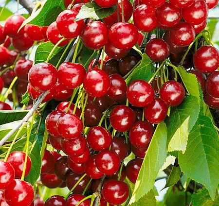 cherry brusnitsyna