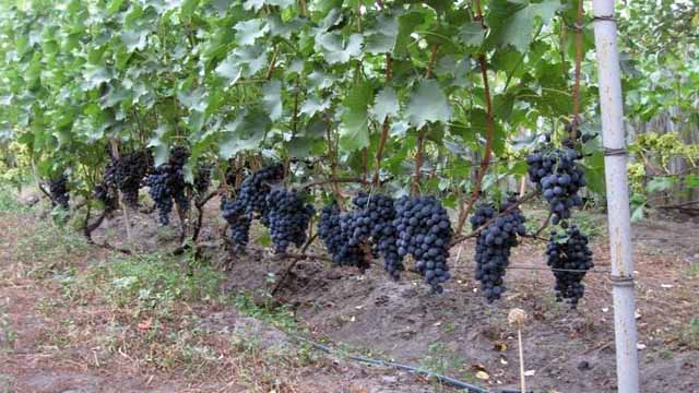 trellis for grapes