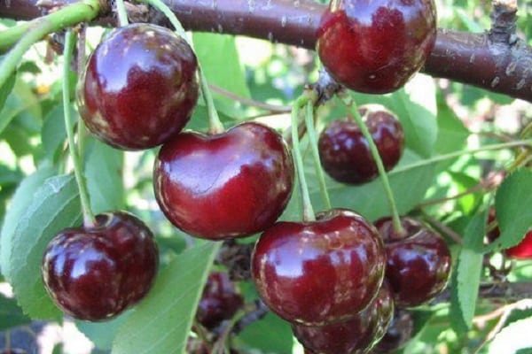 red cherry