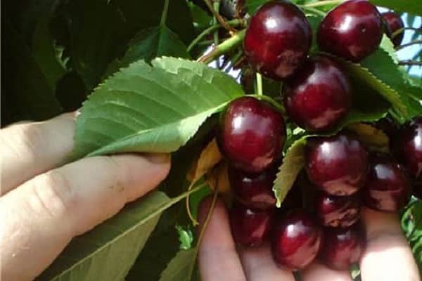 in the hands of berries