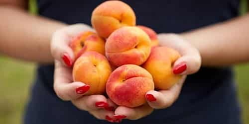 harvested apricots