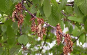 Why cherry fruits turn red and dry on the tree and what needs to be done