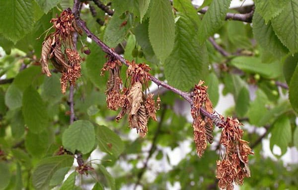 cherry dries