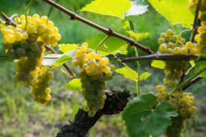 How to grow grapes in the Leningrad region in a greenhouse and open field, planting and care