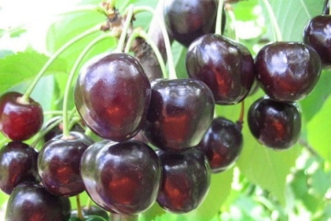 cherry assol