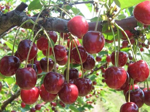 cereza de postre helado