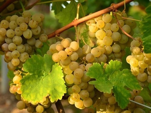 ripe grapes