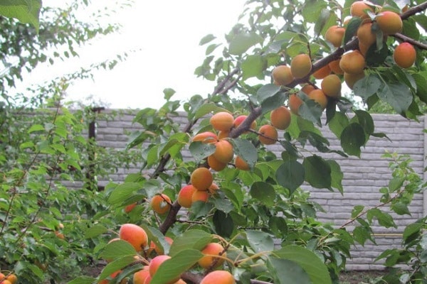 variétés d'arbres