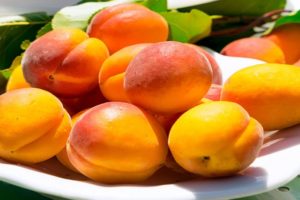 Description of the best varieties of apricots for growing in the Leningrad region, planting and care