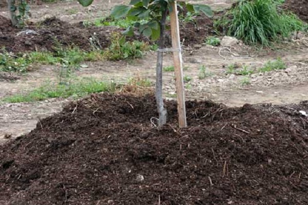 árbol plantado