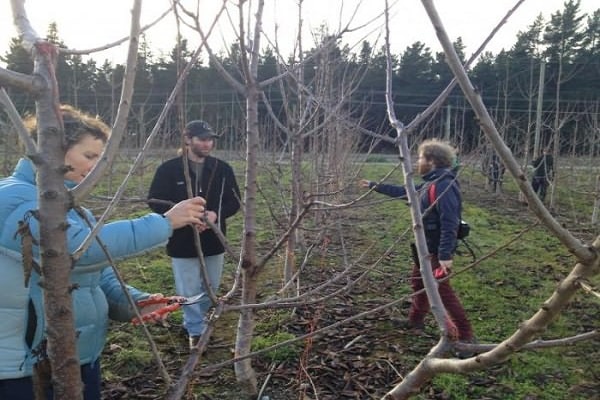 tree selection