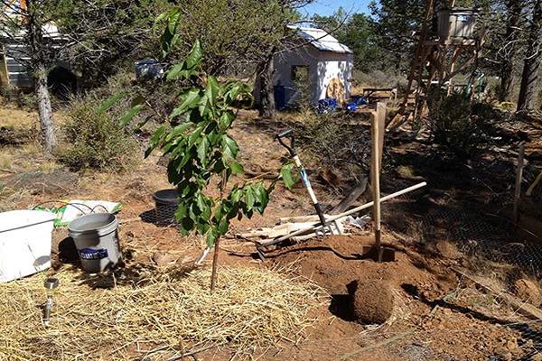 preparation of cherries