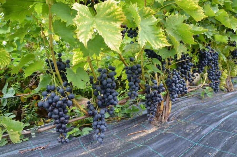  Blau grapes